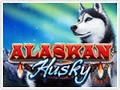 Alaskan Husky